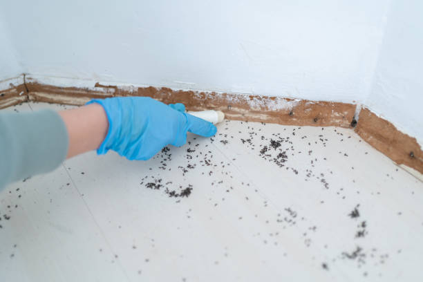 Best Ant Control Services  in Mantua, UT