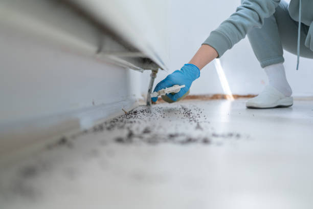 Best Flea Control Services  in Mantua, UT